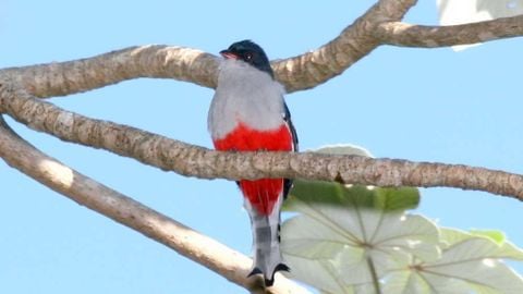 Công viên Quốc gia Alejandro de Humboldt, Cuba