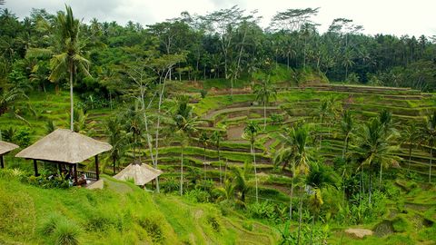 Hệ thống canh tác Subak ở Bali, Indonesia