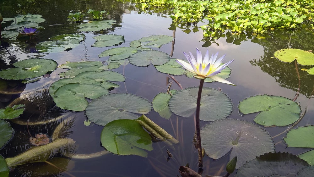 Bắc Ninh