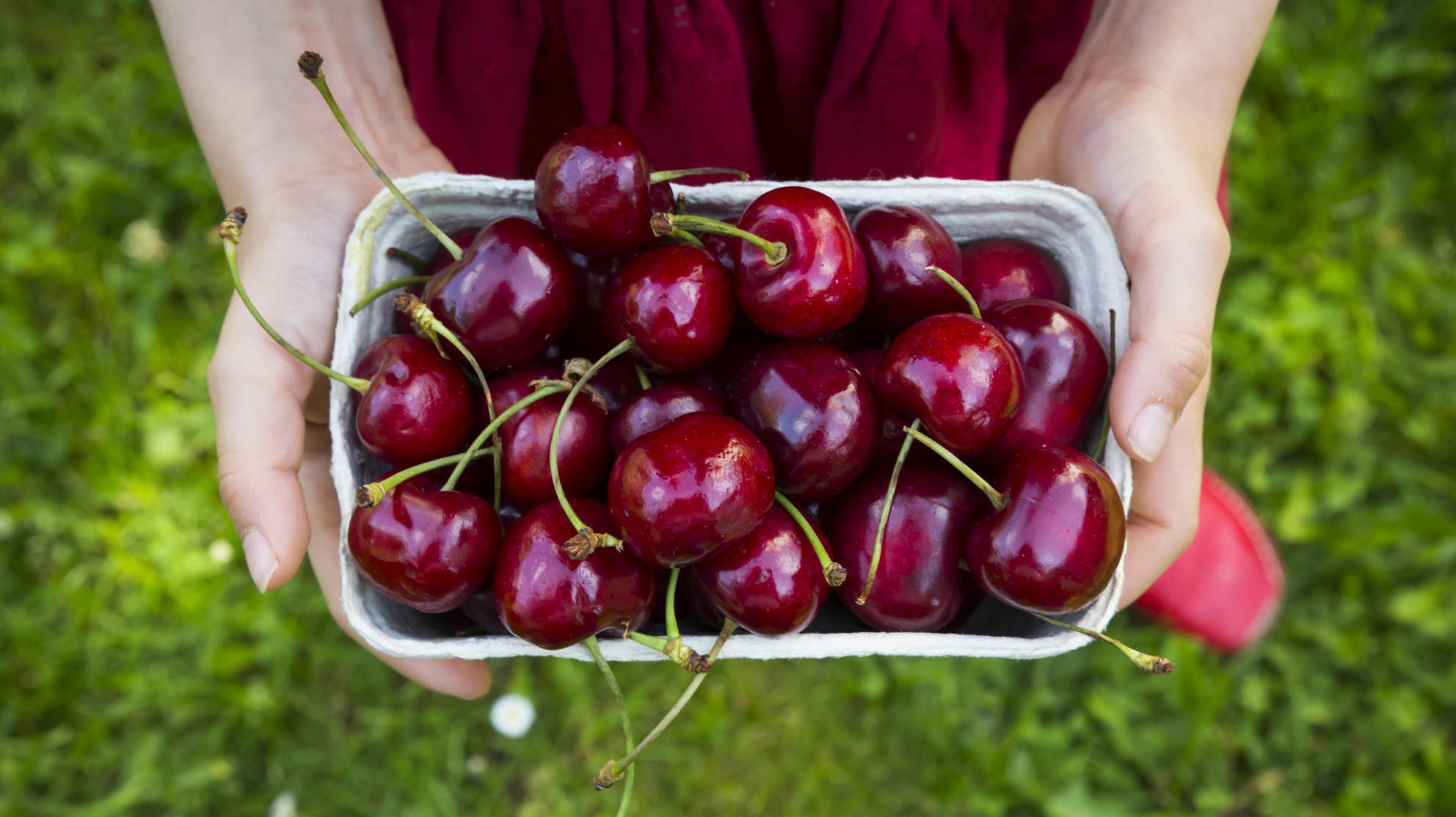 Cách lựa chọn, bảo quản và gia tăng tác dụng của quả cherry.