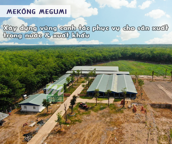 Mekông Megumi - Xây dựng vùng canh tác phục vụ cho sản xuất trong nước và xuất khẩu