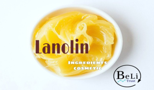 Lanolin – một loại sáp có chiết xuất từ lông cừu