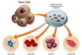 Tế bào gốc chính là chìa khóa của sự sống.