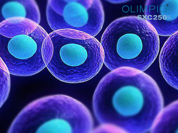 Tế bào gốc trong chống lão hóa có tác dụng như thế nào?