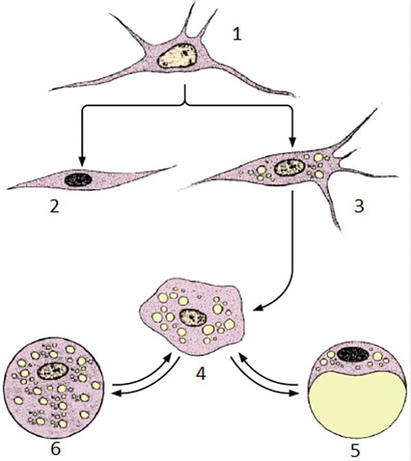 Cơ chế hình thành tế bào mỡ
