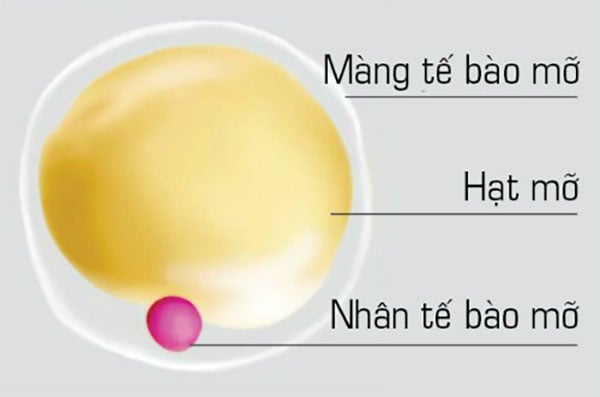 tế bào mỡ trắng