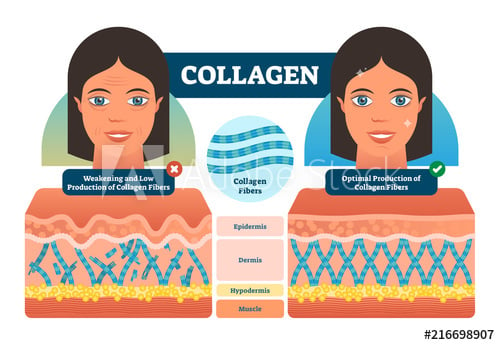 cấu trúc da collagen