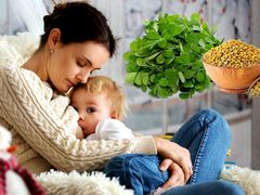Vì sao cỏ cà ri lại là loại thảo dược lợi sữa được nhiều mẹ lựa chọn?