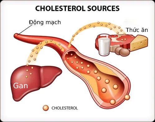 Vài nét về Cholesterol