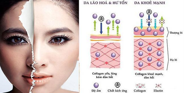 So sánh làn da thiếu Collagen và làn da được bổ sung đủ Collagen