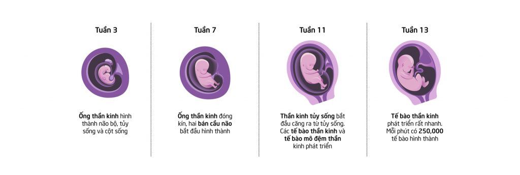 Não bộ của thai nhi phát triển từ tháng thứ mấy