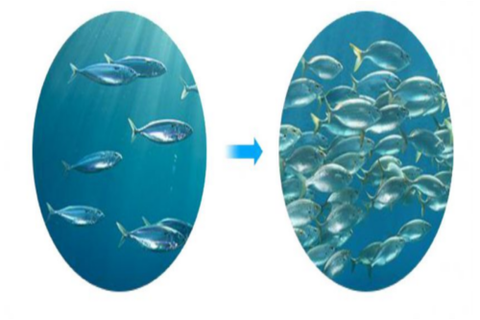 Máy Oxy trong nuôi trồng thủy hải sản mật độ cao - sinh khối lớn