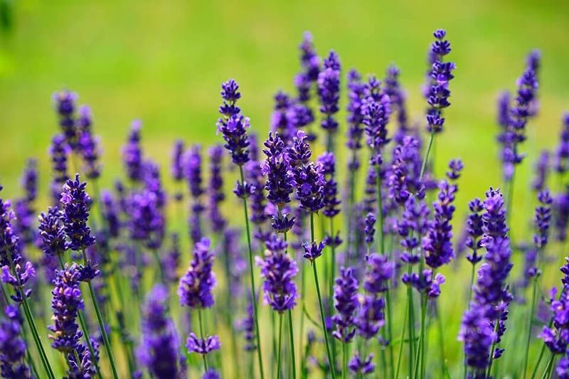 hoa oải hương (lavender)