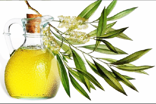 Tinh Dầu Tràm Trà Trong Kem Giữ Ấm Tepp Care