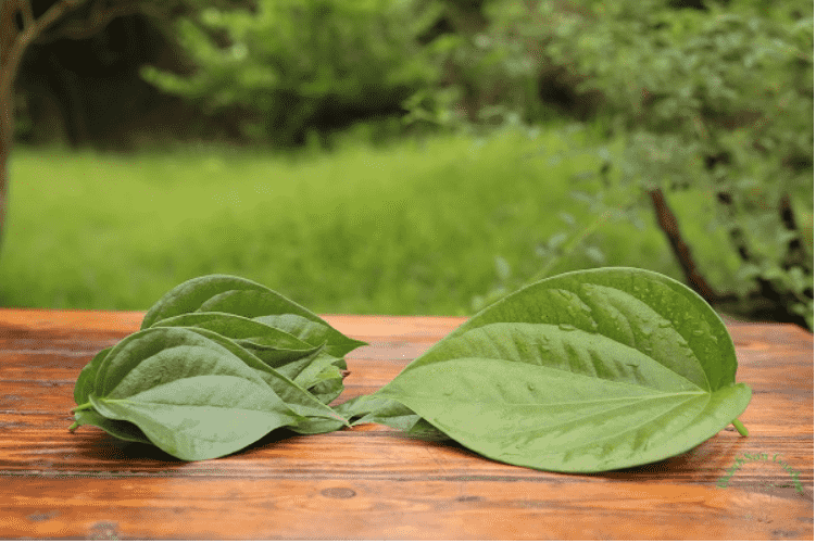 Khám Phá 6 Tác Dụng Tuyệt Vời Của Lá Trầu Không