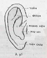 Cấu tạo của tai