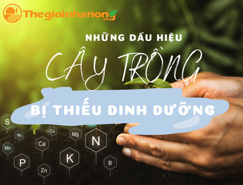 NHỮNG DẤU HIỆU CHO BIẾT CÂY TRỒNG CỦA BẠN THIẾU DINH DƯỠNG