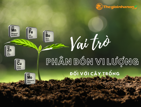 VAI TRÒ CỦA CÁC LOẠI PHÂN BÓN VI LƯỢNG ĐỐI VỚI CÂY TRỒNG