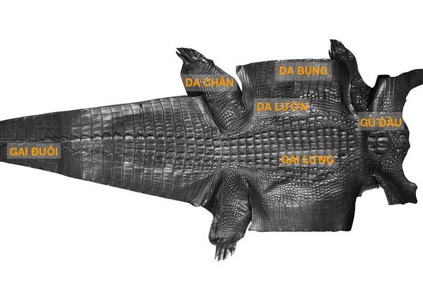 các phần da của cá sấu