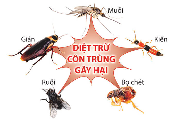 Bình xịt côn trùng ARS không mùi Thái Lan 600ml