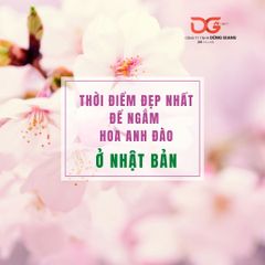 THỜI ĐIỂM ĐẸP NHẤT NGẮM HOA ANH ĐÀO Ở NHẬT