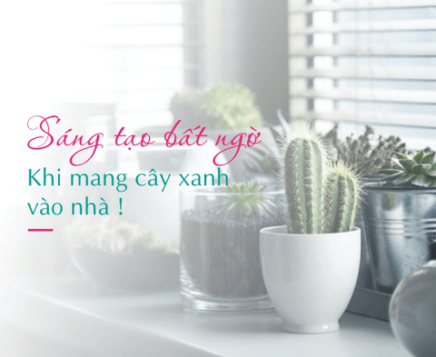 SÁNG TẠO BẤT NGỜ KHI MANG CÂY XANH VÀO NHÀ