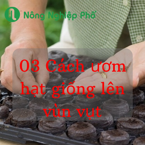 Quy trình ươm hạt giống như thế nào?