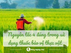 Nguyên tắc 4 đúng trong sử dụng thuốc bảo vệ thực vật.