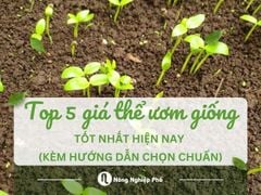 Top 5 giá thể ươm giống tốt nhất thị trường hiện nay