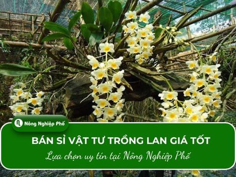 Bán sỉ vật tư trồng lan giá tốt: Lựa chọn uy tín tại Nông Nghiệp Phố