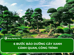 Quy trình 6 bước bảo dưỡng cây xanh cảnh quan, công trình đúng chuẩn