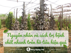 Nguyên nhân và cách trị bệnh chết nhanh trên hồ tiêu hiệu quả