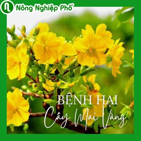 Bệnh hại trên cây mai vàng, nhận diện và cách phòng trừ | Nông Nghiệp Phố