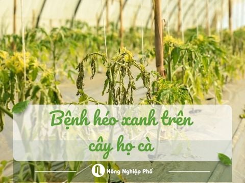 Bệnh héo xanh trên cây họ cà: Dấu hiệu nhận biết và cách phòng ngừa