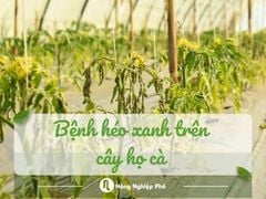 Bệnh héo xanh trên cây họ cà: Dấu hiệu nhận biết và cách phòng ngừa