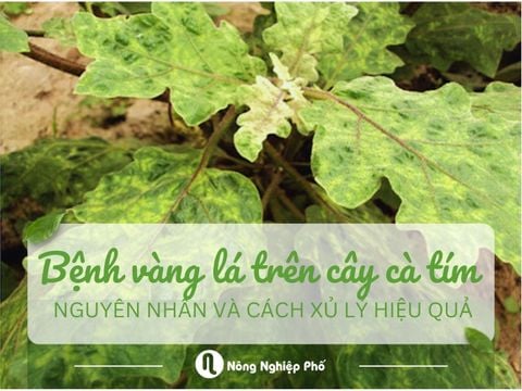 Bệnh vàng lá trên cây cà tím: Nguyên nhân và cách xử lý hiệu quả