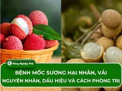 Bệnh mốc sương hại nhãn, vải: Nguyên nhân, dấu hiệu và cách phòng trị