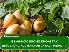 Bệnh mốc sương khoai tây: Triệu chứng, nguyên nhân và cách phòng trị