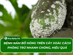 Bệnh nấm bồ hóng trên cây xoài: Cách phòng trừ nhanh chóng, hiệu quả