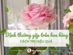 Bệnh thường gặp trên hoa hồng và cách trị hiệu quả