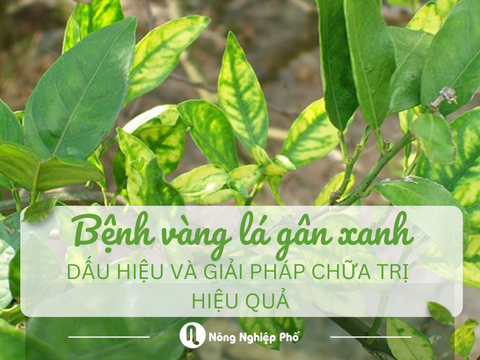 Bệnh vàng lá gân xanh: Dấu hiệu và giải pháp chữa trị hiệu quả