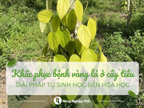 Khắc phục bệnh vàng lá ở cây tiêu: Giải pháp từ sinh học đến hóa học