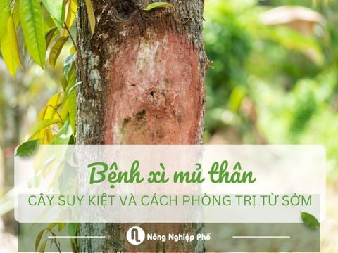 Xì mủ thân. Căn bệnh âm thầm khiến cây suy kiệt và cách phòng trị từ sớm