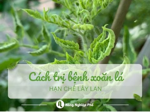 Cách trị bệnh xoăn lá cho cây trồng, hạn chế lây lan