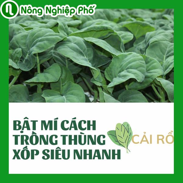 Kĩ thuật trồng cải rổ trong thùng xốp siêu nhanh | Nông nghiệp phố