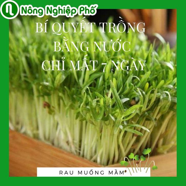 Trồng rau muống mầm bằng nước chỉ mất 7 ngày mùa dịch | Nông nghiệp phố