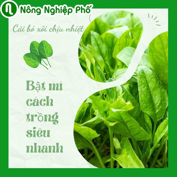 Cách trồng cải bó xôi chịu nhiệt tại nhà siêu nhanh | Nông nghiệp phố