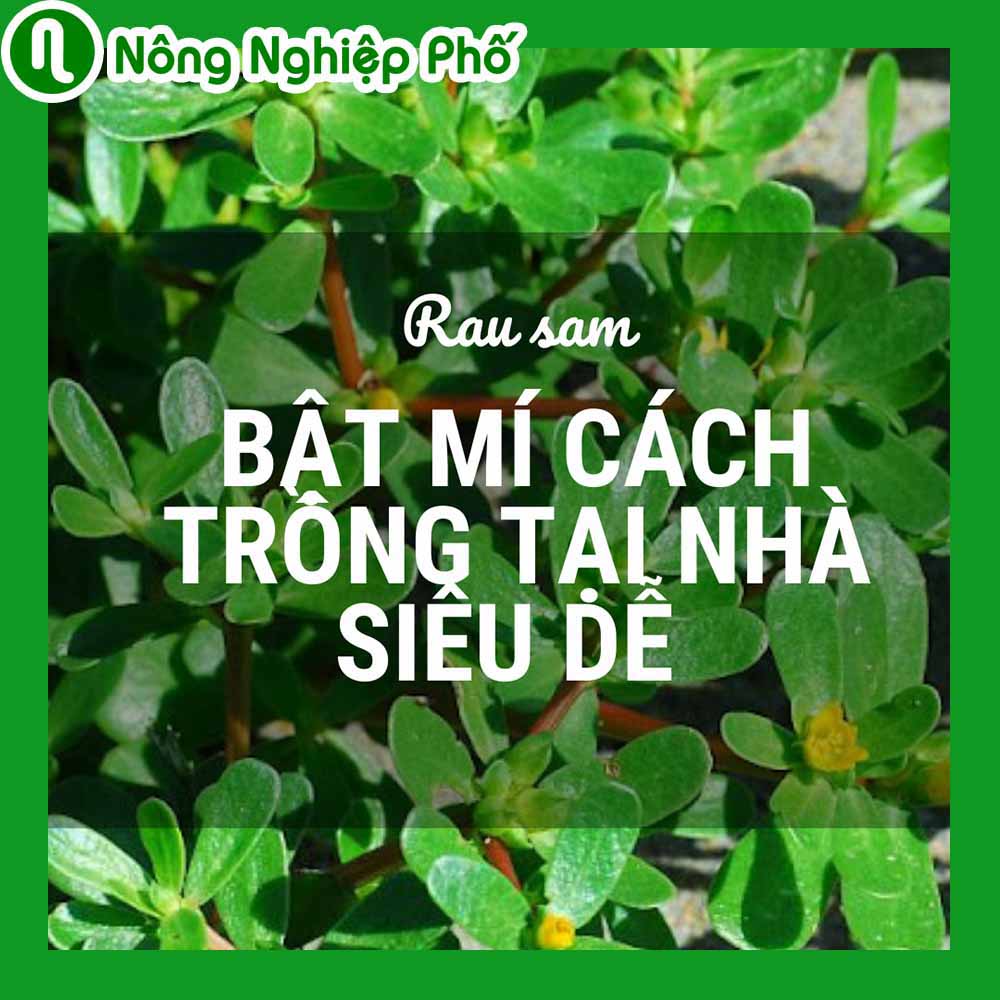 Bật mí tất tần tật cách trồng rau sam tại nhà siêu dễ – Nông Nghiệp Phố