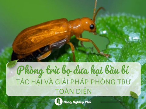 Phòng trừ bọ dưa hại bầu bí: Tác hại và giải pháp phòng trừ toàn diện
