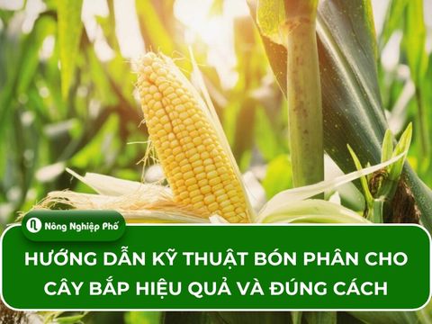 Hướng dẫn kỹ thuật bón phân cho cây bắp hiệu quả và đúng cách